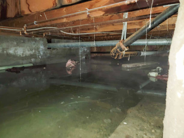 Best Professional water damage repair  in Pearsall, TX